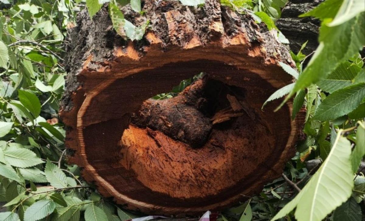 В Саратовской области введены карантинные фитосанитарные зоны