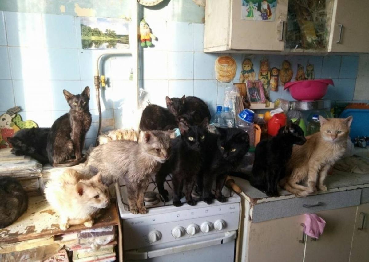 Животные в общежитии. Множество кошек в квартире. Куча котов в квартире. 40 Кошек в квартире. Много котов в доме.