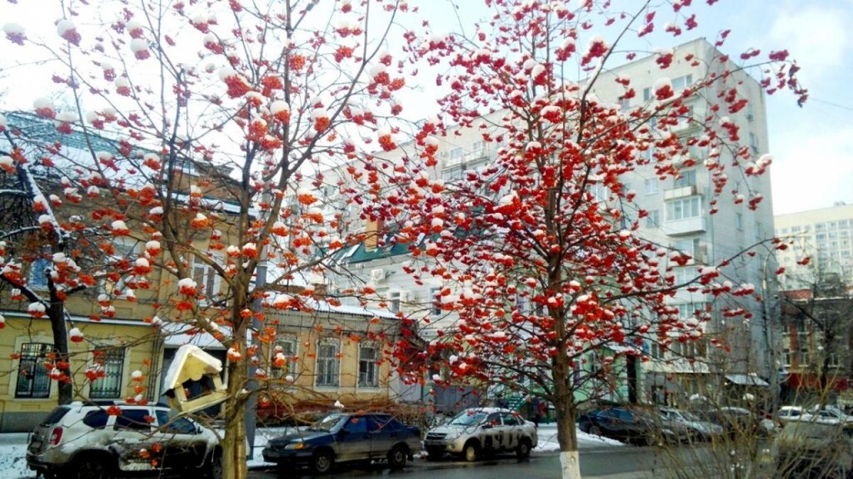 В Саратовской области потеплеет до минус 1 и выпадет снег в январе