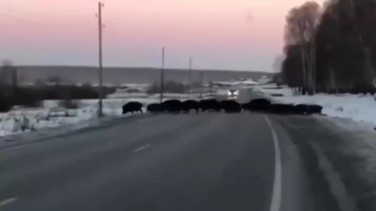 Саратовцы сняли на видео переходящую дорогу стаю кабанов