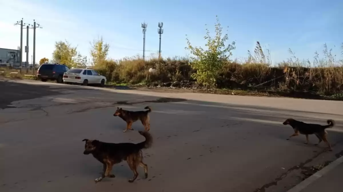 Саратовцы пожаловались на стаю агрессивных собак на Лунной