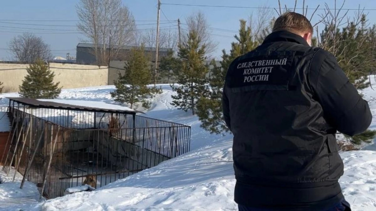 Бастрыкин ждет доклада по делу о нападении льва на 14-летнюю девочку в Саратове