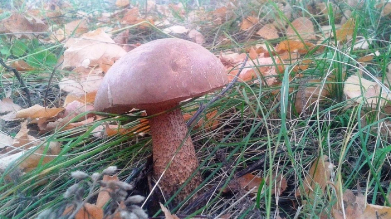 В Саратове горожане нашли подосиновики на Кумысной поляне