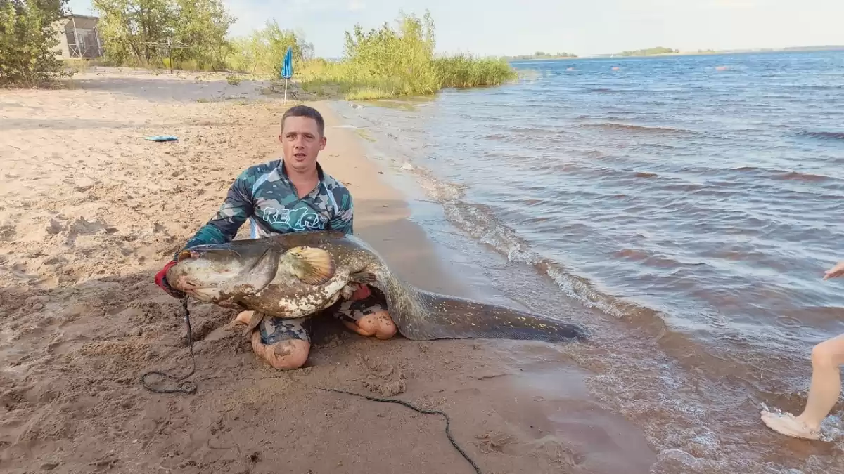 Саратовец поймал на пляже древнего сома весом 50 кг и отпустил