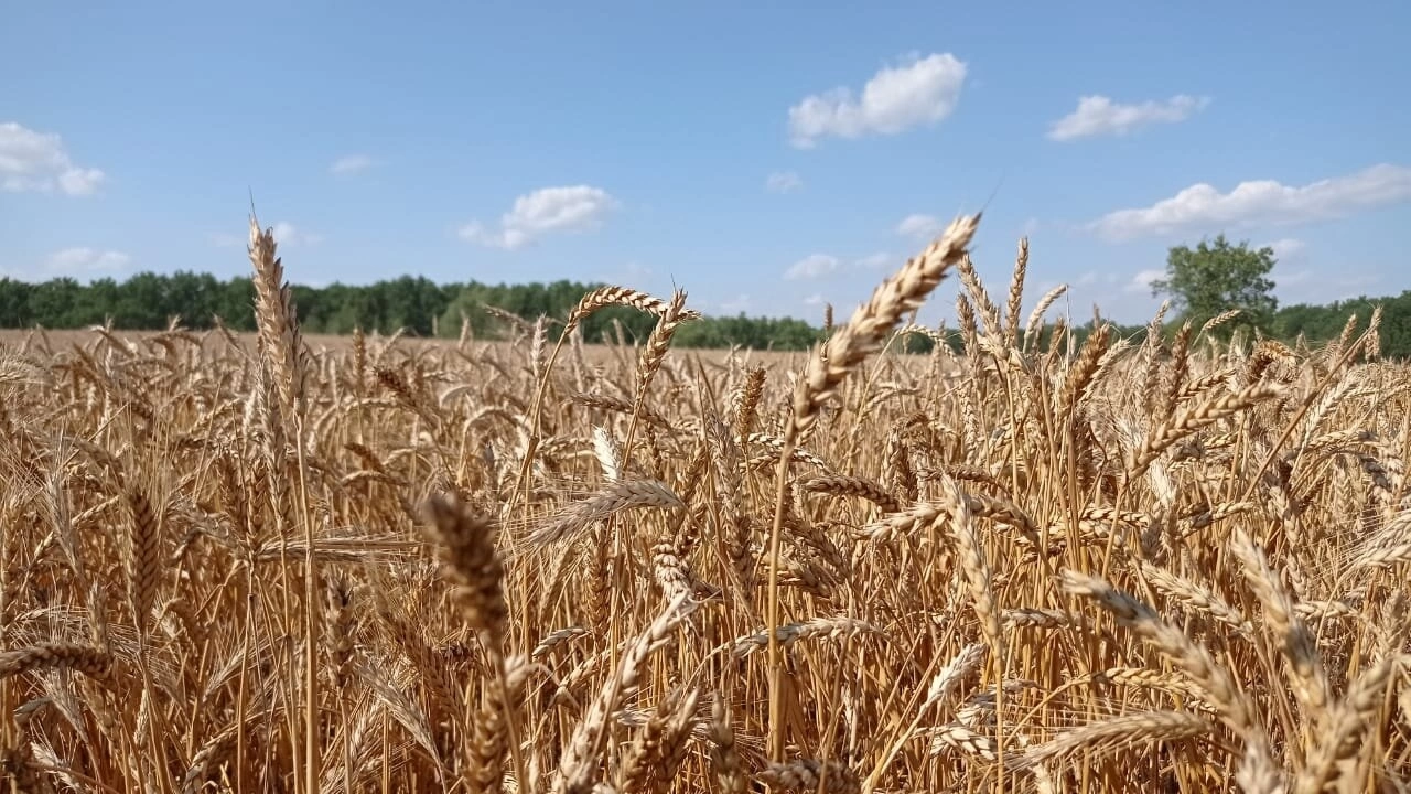Под Саратовом за 15 млн продают ферму на реке с садом и ангарами
