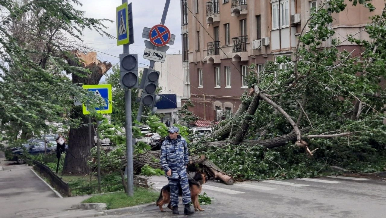 В Саратове ураган снес известный памятник природы