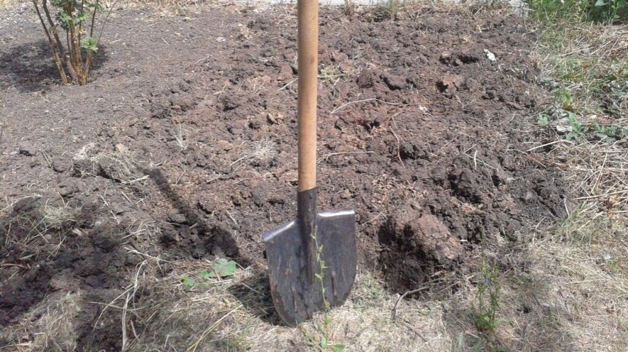 В Саратовской области глава района свой выходной провел на огороде